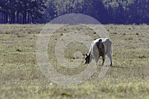 Lone cow grazing - horizontal