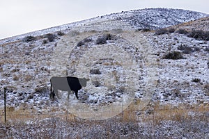 Lone Cow in Open Range