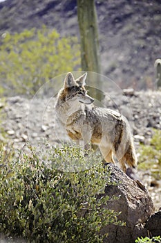 Lone Coyote