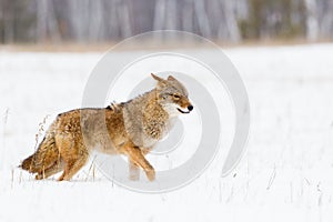 Lone coyote