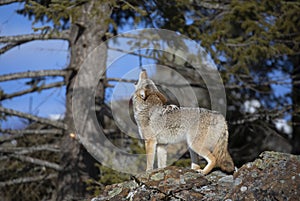 A lone coyote (Canis latrans) howling in the winter snow