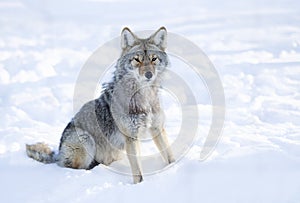 A lone coyote (Canis latrans) isolated on white background sitting in the winter snow in Canada