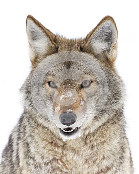 A lone coyote (Canis latrans) isolated on white background sitting in the winter snow in Canada