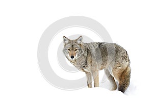 A lone coyote (Canis latrans) isolated on white background standing in the winter snow in Canada