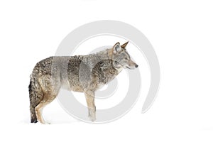 A lone coyote (Canis latrans) isolated on white background standing in the winter snow in Canada