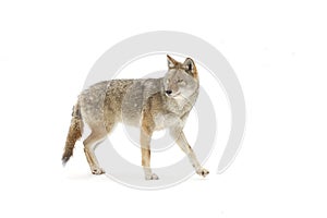 A lone coyote (Canis latrans) isolated on white background walking and hunting in the winter snow in Canada