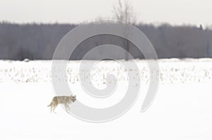 A lone coyote (Canis latrans) isolated on white background walking and hunting in the winter snow in Canada