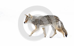 A lone coyote Canis latrans isolated on white background walking and hunting in the winter snow in Canada