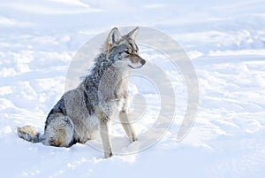 A lone coyote Canis latrans isolated on white background walking and hunting in the winter snow in Canada