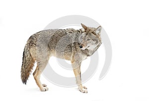 A lone coyote Canis latrans isolated on white background walking and hunting in the winter snow in Canada