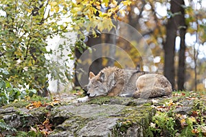 A lone Coyote Canis latrans resting on a rock in autumn in Canada