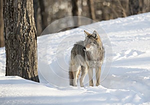 Lone coyote Canis latrans standing and hunting in the winter snow in Canada