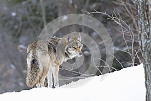 A lone coyote (Canis latrans) walking and hunting the winter snow in Canada