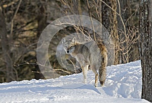 A lone coyote (Canis latrans) walking and hunting the winter snow in Canada