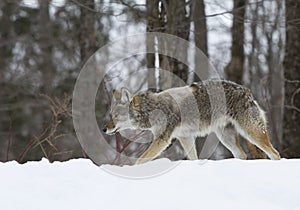 A lone coyote (Canis latrans) walking and hunting the winter snow in Canada