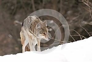 A lone coyote (Canis latrans) walking and hunting the winter snow in Canada