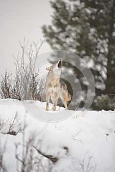 Lone Coyote howling on the snowy mountaintop