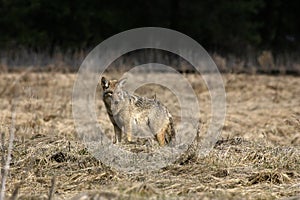 A Lone Coyote in a Meadow