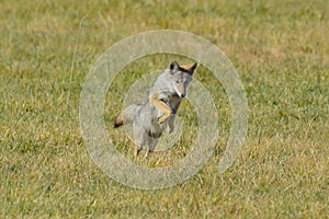 Lone Coyote Pouncing on Prey