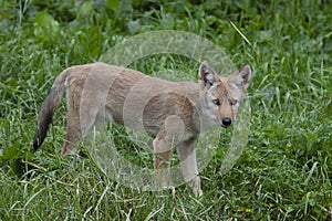 A lone coyote pup Canis latrans standing in a grassy green field in springtime in Canada