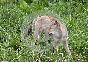 A lone coyote pup Canis latrans standing in a grassy green field in springtime in Canada