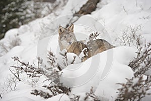 Lone Coyote on a snowy hillside