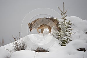 Lone Coyote walking through the snow