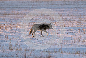 Lone Coyote Winter