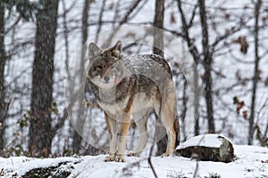 Lone Coyote in Winter