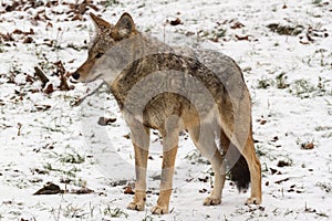 Lone Coyote in a winter landscape