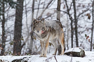Lone Coyote in a winter landscape