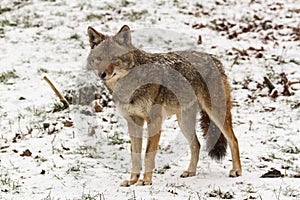 Lone Coyote in a winter landscape