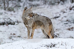 Lone Coyote in a winter landscape