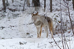 Lone Coyote in a winter landscape