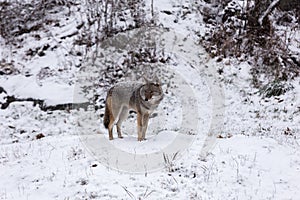 Lone Coyote in a winter landscape