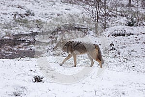 Lone Coyote in a winter landscape