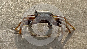 The lone crab