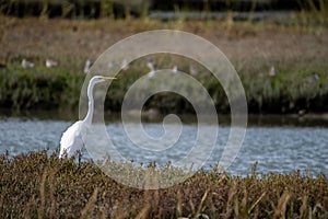 Lone Crane perched on the shoreline near a grassy marshland