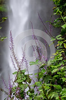 The Lone Creek Falls, dramatic waterfalls in the Blyde River Canyon, Panorama Route, South Africa