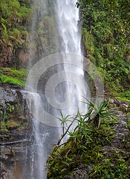 Lone Creek Falls, dramatic waterfalls in forested area in the Blyde River Canyon, Panorama Route near Sabie,South Africa