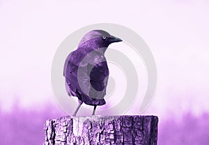 Ametista  viola corvo  