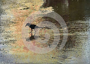 Lone crow walking in shallow water with textures added