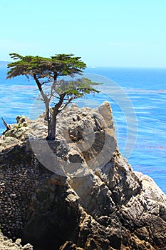 Lone Cypress