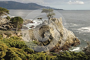 Lone Cypress, Carmel, CA