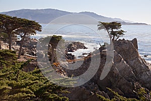 Lone Cypress, Carmel, California