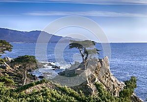 Lone Cypress - 17 mile drive