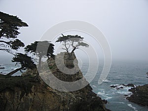 The Lone Cypress Tree view of tree and the ocean from 17 mile drive