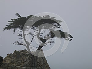 The Lone Cypress Tree - 17 mile Drive