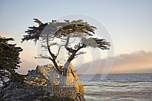 Lone Cypress Tree in California