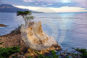 Lone Cypress Tree